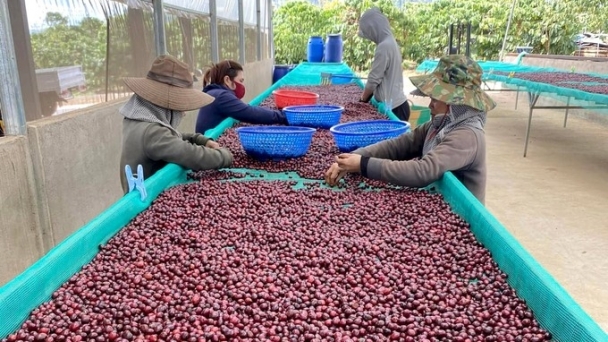 Vietnam's coffee exports continuously exceed the 4 billion USD mark